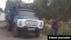 Вырубка деревьев в Шурчинском районе Кашкадарьинской области.