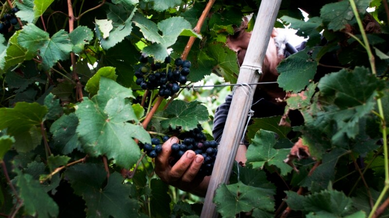 Правительство Грузии выделит на субсидирование сбора винограда 150 млн лари
