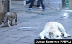 Беспризорные собаки и кошки на стамбульской улице