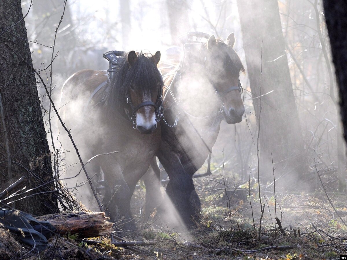 Were Horses First Domesticated In Kazakhstan?