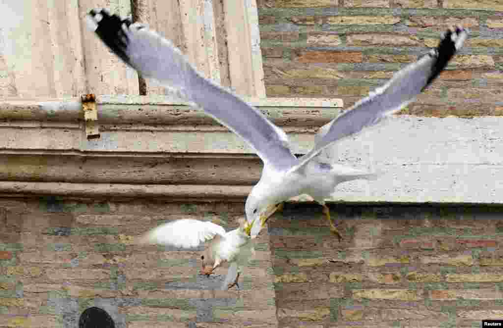 One of two &quot;doves of peace&quot; is attacked by a seagull seconds after its release by a youth as part of an Angelus prayer conducted by Pope Francis&nbsp;in Saint Peter&#39;s square at the Vatican. The other dove was similarly attacked by a crow. (Reuters/Alessandro Bianchi)