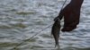 Із 1 квітня на Азовському узбережжі ловити рибу можна максимум на спінінг (рос.)