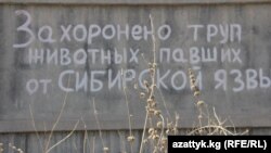 Бишкектин жанындагы Ала-Тоо-1 конушунундагы күйдүргү көмүлгөн аймак.