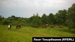 Ферма в городе Зарайск. Россия.