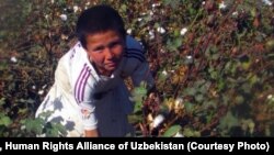 Labor Abuses In Uzbekistan's Cotton Fields
