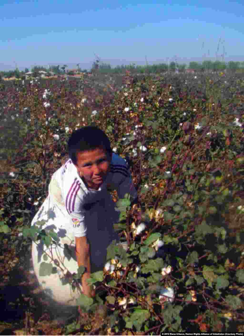 Boy picking cotton, October 2012