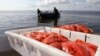 Якутия: ФСБ потеряла 4,5 тонны икры общины чукотских рыбаков