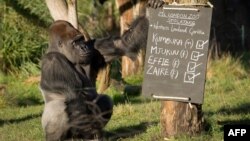 Gorilla, London Zooparkı, 02 yanvar 2014