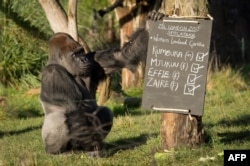 Западная равнинная горилла в зоопарке Лондона