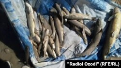 В середине июля в интернете появились кадры с мертвой рыбой, найденной на берегах реки Шинг в Пенджикентском районе. 