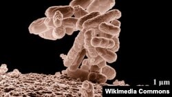 10 миң эсе чоңойтулган Escherichia coli микроорганизмдердин (бактериялардын) тобу