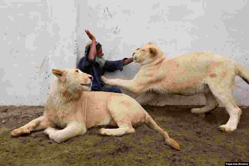 A caretaker plays with a pair of pet lions in an enclosure built in a house on the outskirts of Peshawar, Pakistan. (Reuters/Fayaz Aziz)