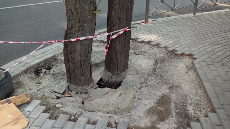 В Ялте строители залили бетоном деревья во время ремонта дороги – власти