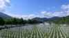 Reakcije u BiH: Sa i bez Rezolucije istina o genocidu u Srebrenici ostaje