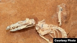 Ископаемые останки зверя под названием Ukhaatherium nessovi, найденные в пустыне Гоби в 1994 году, также использовавшиеся в исследовании
