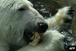 A polar bear eats bread at Moscow Zoo on August 8.