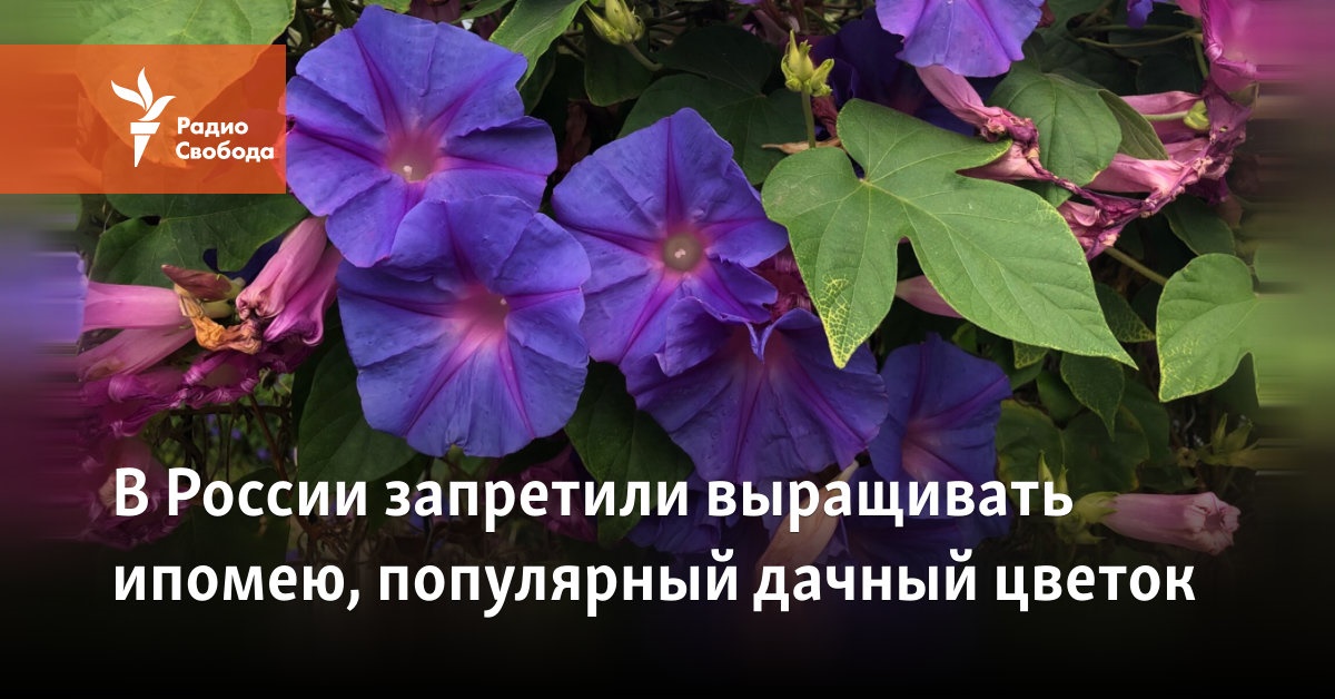 In Russia, the cultivation of morning glory, a popular country flower, has been banned