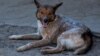 Apărătorii drepturilor animalelor cer judecarea diaconului Ghenadie Văluță pentru maltratarea unui câine