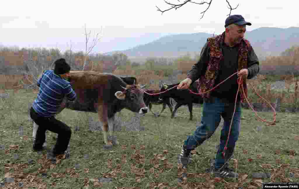 Мужчины в Степанакерте ведут корову на забой. Во время конфликта город с населением около 55 тысяч жителей практически опустел. В последние недели в Степанакерт вернулись тысячи людей.