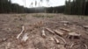 Высечка лесу на месцы будаўніцтва кітайскага індустрыяльнага парку ў Смалявіцкім раёне