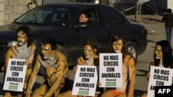 Протест против выступления в цирке дрессированных животных (Мадрид, январь 2010 года)