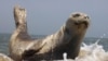 Тюлень настоящий, семейство млекопитающих, подотряд ластоногих.