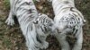 Tigers 'Could Be Extinct In 12 Years'