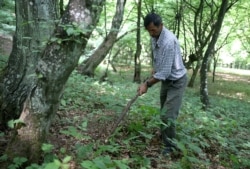 Nukic searching the forest near his home for human remains.