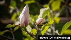 Магнолія в ботанічному саду в Сімферополі