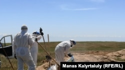 Коронавирустан қайтыс болғандарды жерлеуге арналған зират. Қараой ауылының маңы, Алматы облысы, 25 мамыр 2020 жыл.