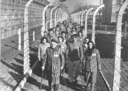 Группа заключенных концлагеря «Аушвиц» у колючей проволоки после освобождения