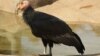  بیش از «یک‌سوم» پرندگان آمریکای شمالی در معرض انقراض