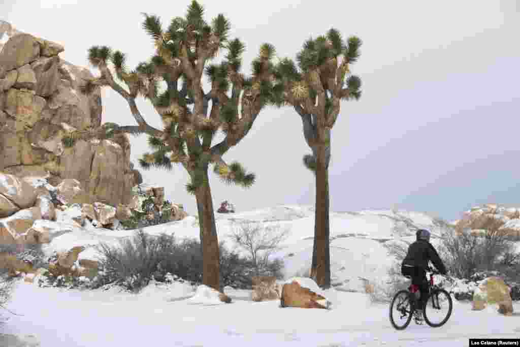 برف و کاکتوس؛ این روزها وقوع طوفان برف در کالیفرنیا، مناظر جالب و جذابی را ایجاد کرده است.