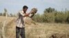 Drought, Dams Force Iraqi Farmers To Abandon Crops