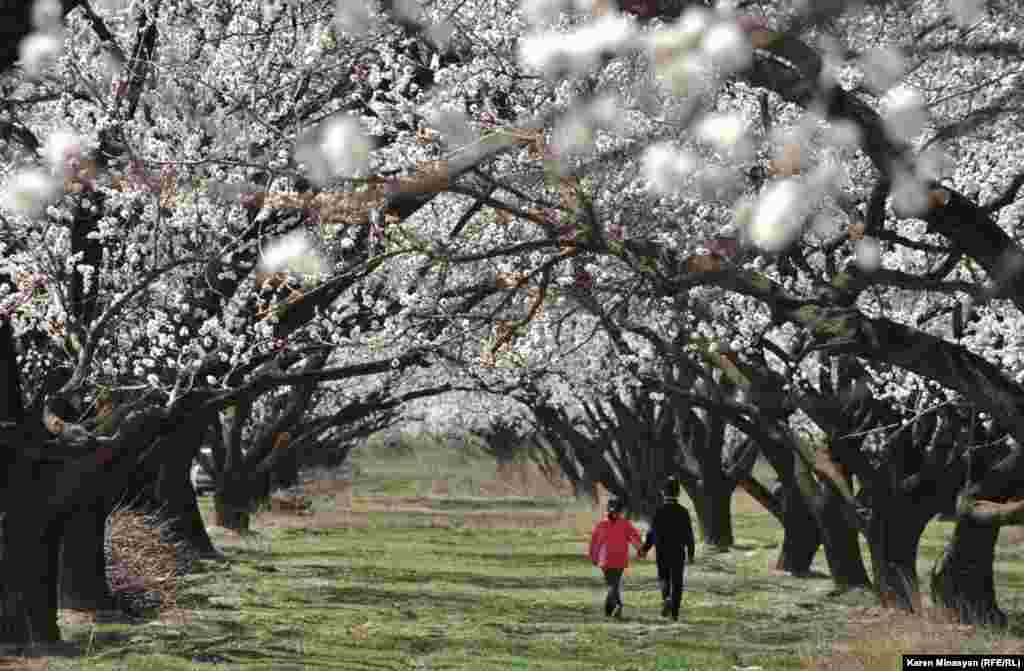 Blossoming trees in the Ararat region of Armenia. (RFE/RL/Karen Minasyan)