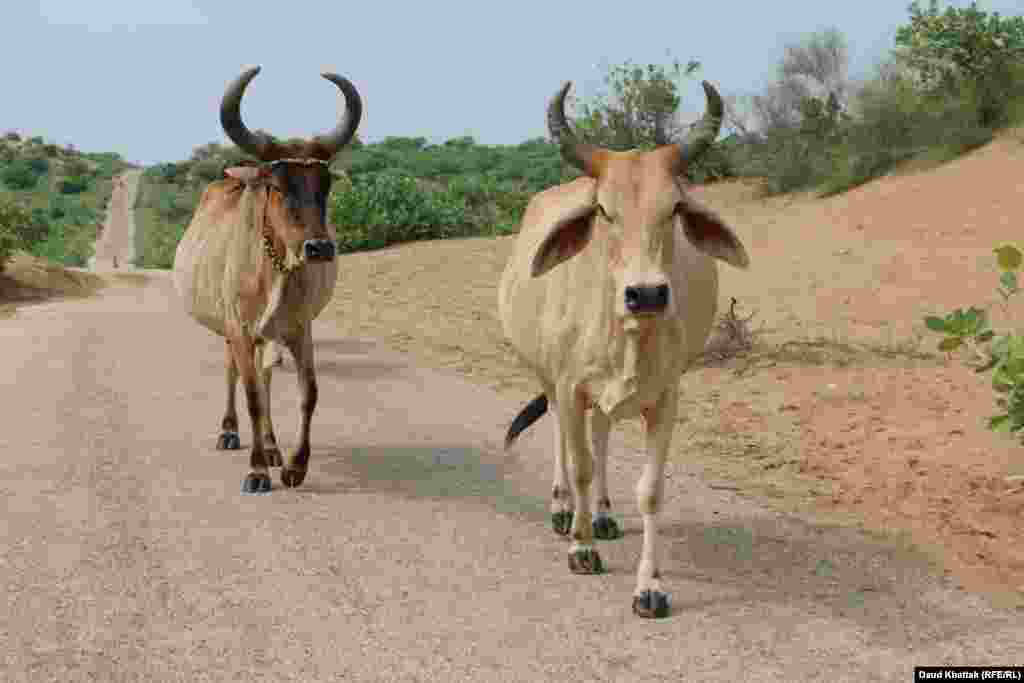 Livestock is mostly used for milk and plowing the land.