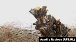 Odun üçün qırılmış ağac.