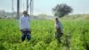 Workers in a cotton field outside Bukhara, Uzbekistan. 