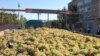 Armenia -- A truckload of grapes is transported to a storage facility in Ararat region run by the Yerevan Brandy Company, 14Sep2010