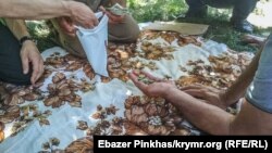 Неравнодушные крымчане собрали и погасили суммы штрафов и для Мумине и Лутфие принципиально – монетами