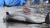 Japan - Residents attempt to save melon-headed whales beached on the shore of Hokota city, northeast of Tokyo on April 10, 2015