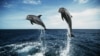 Патріоти з плавниками – із соцмереж про кримських бойових дельфінів