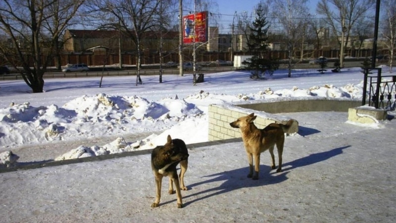 В Каспийске задержали чиновника из-за нового нападения собак на ребенка