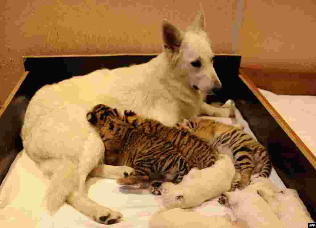 A Swiss Shepherd feeds orphaned tiger cubs along with her own cubs in the Russian Black Sea resort of Sochi. The little cubs -- two males named Olymp and Dar and one female named Talli after the adoptive mother -- were born last month in the Oktyabrsky Zoo in Sochi but abandoned by their birth mother. (AFP/Mikhail Mordasov)