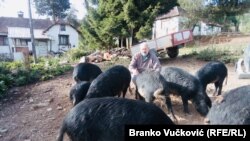 Ovaj deo Srbije je izuzetno pogodan za razvoj stočarstva. Država, međutim, ne pokazuje interes za to, niti podstiče povratak ljudi na selo, kaže Sveta Đikić.