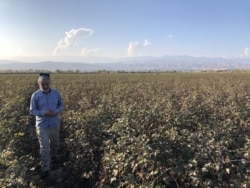 Абдухалик Гадоев на хлопковом поле, которое в этом году не порадовало богатым урожаем.