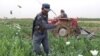 An Afghan police officer destroys a field of poppies in Afghanistan's Nade-i-Ali District of Helmand Province