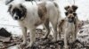 Жертвами 19-річного «догхантера» стало 40 собак