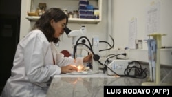 Исследователь в Колумбии рассматривает комара, который переносит вирус Зика. Цали, 25 января 2016 года. 