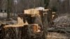 Остатки деревьев, срубленных в Гагаринском парке Симферополя, 13 марта 2018 года